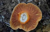 Lactarius deliciosus var. olivaceosordidus image