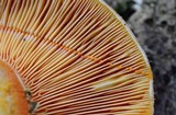 Lactarius deliciosus var. olivaceosordidus image