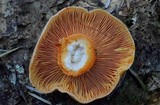 Lactarius deliciosus var. olivaceosordidus image