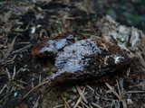 Basidiodendron caesiocinereum image