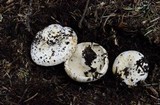 Russula crassotunicata image
