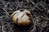 Suillus lakei image
