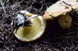 Suillus lakei image