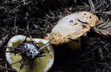 Suillus lakei image