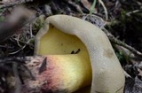 Boletus rubripes image
