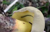 Boletus rubripes image