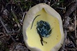 Boletus rubripes image