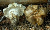 Tricholoma focale image
