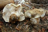 Tricholoma focale image