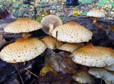 Pholiota squarrosoides image