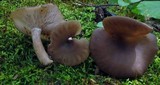 Pseudoclitocybe cyathiformis image