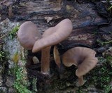Pseudoclitocybe cyathiformis image