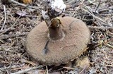 Tylopilus porphyrosporus image