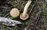 Chroogomphus tomentosus image