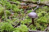 Mycena pura image