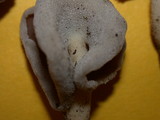 Helvella compressa image