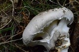 Catathelasma ventricosum image