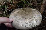 Catathelasma ventricosum image