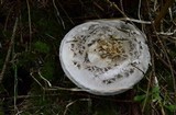 Catathelasma ventricosum image