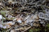 Hydnellum peckii image