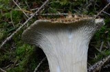 Gomphus kauffmanii image