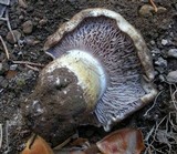 Cortinarius alticaudus image