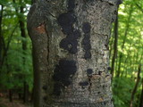 Biscogniauxia nummularia image