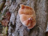 Merulius tremellosus image