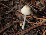 Coprinellus xanthothrix image