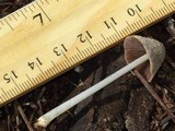 Coprinellus xanthothrix image