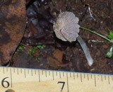Coprinellus xanthothrix image