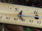 Coprinellus xanthothrix image
