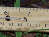 Coprinellus xanthothrix image