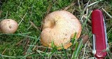 Suillus caerulescens image