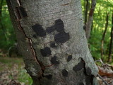 Biscogniauxia nummularia image