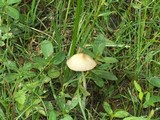 Conocybe apala image