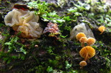 Mycena corticola image