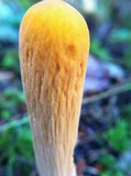 Clavariadelphus occidentalis image