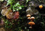 Mycena corticola image