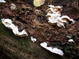Merulius tremellosus image