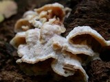 Merulius tremellosus image
