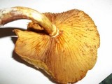 Gymnopilus luteus image