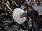 Lactarius mutabilis image