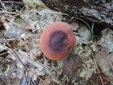 Lactarius mutabilis image