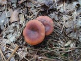 Lactarius mutabilis image