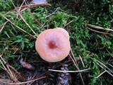 Lactarius oculatus image