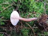 Lactarius oculatus image