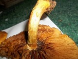 Gymnopilus luteus image