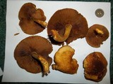 Gymnopilus luteus image
