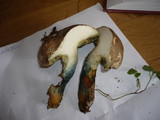 Boletus ripariellus image